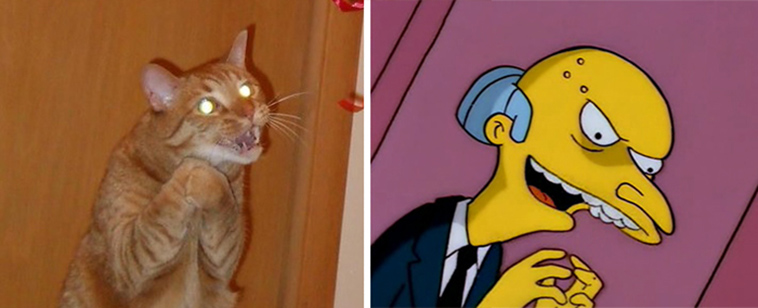 cats incredible lookalikes