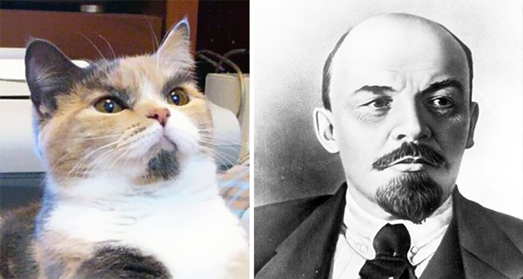 cats incredible lookalikes