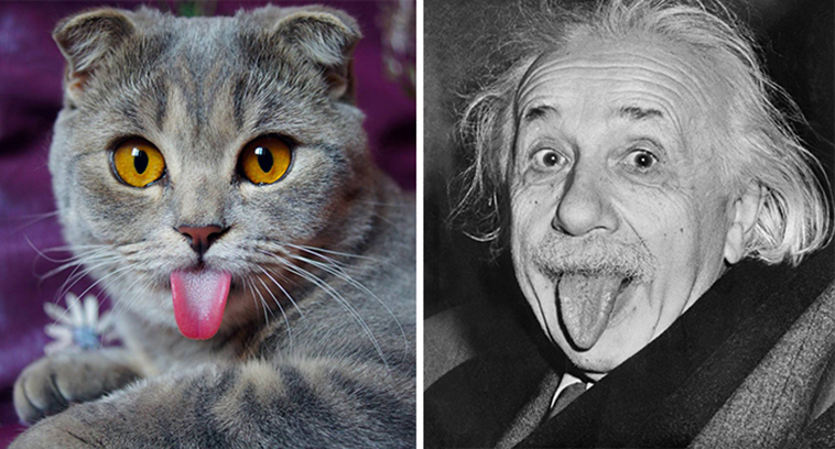 cats incredible lookalikes