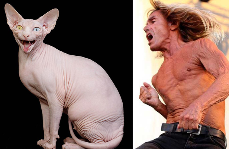 cats incredible lookalikes