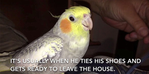 cockatiel ringtone