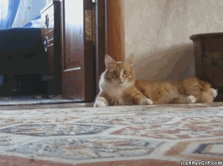 crazy funny cats