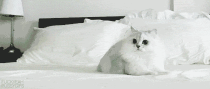 crazy funny cats