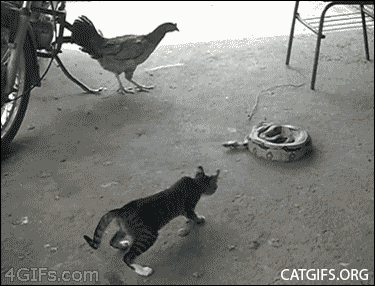 crazy funny cats