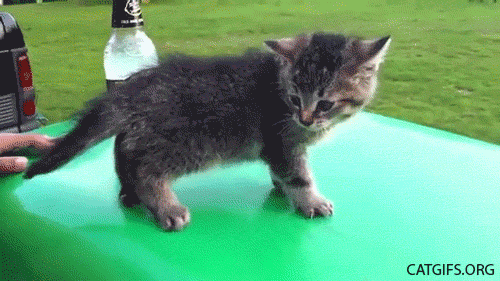 crazy funny cats