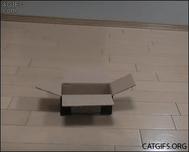 crazy funny cats