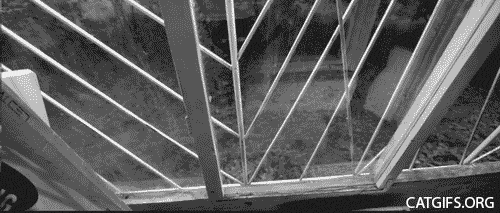 crazy funny cats