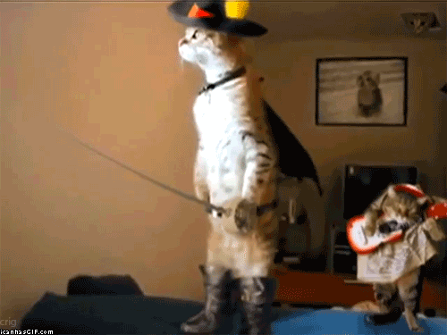 crazy funny cats