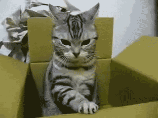 crazy funny cats