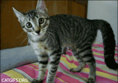 crazy funny cats
