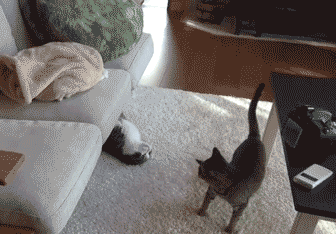crazy funny cats
