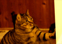 crazy funny cats