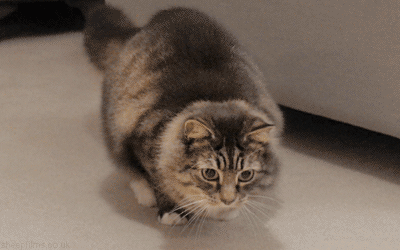 crazy funny cats