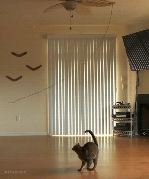 crazy funny cats