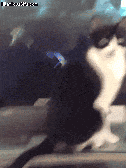 crazy funny cats