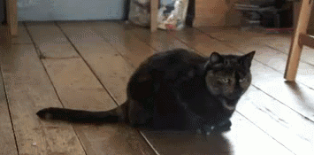 crazy funny cats