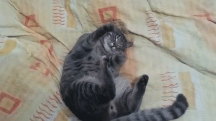 crazy funny cats