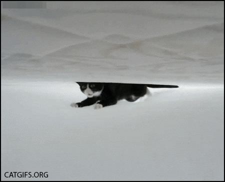 crazy funny cats