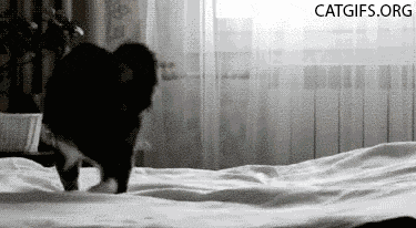 crazy funny cats