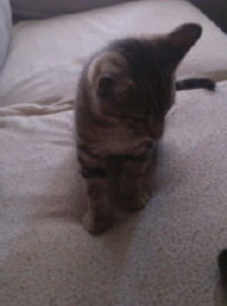 crazy funny cats