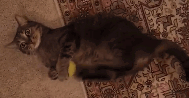 crazy funny cats