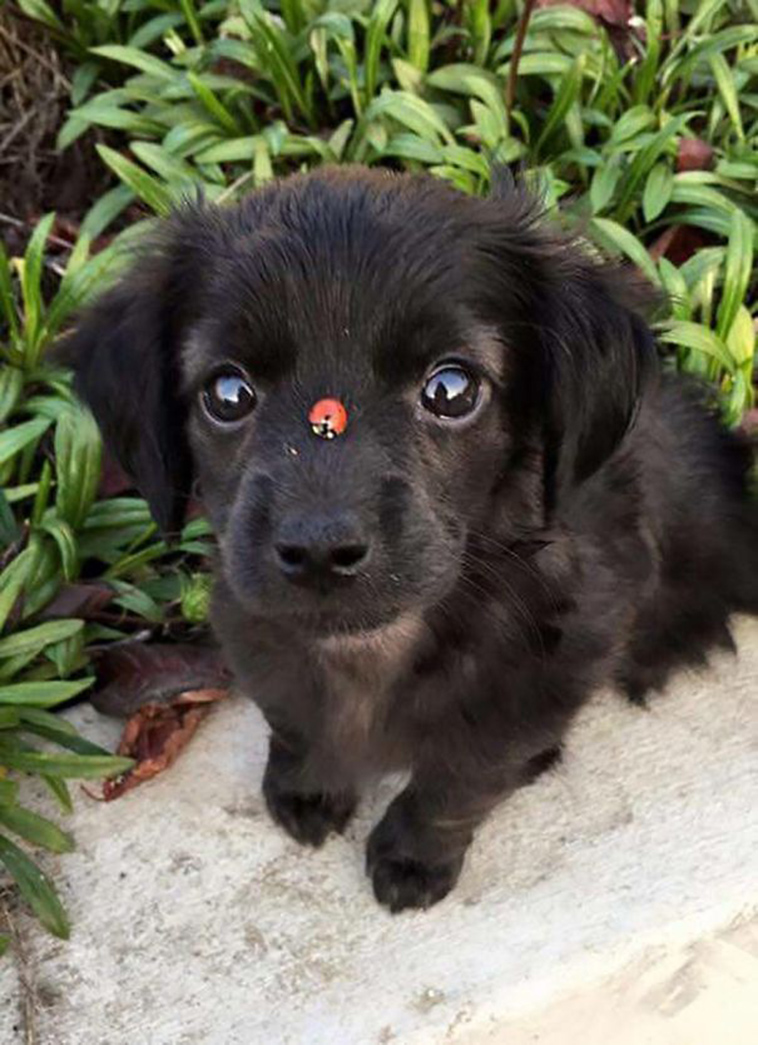 cute adorable puppies