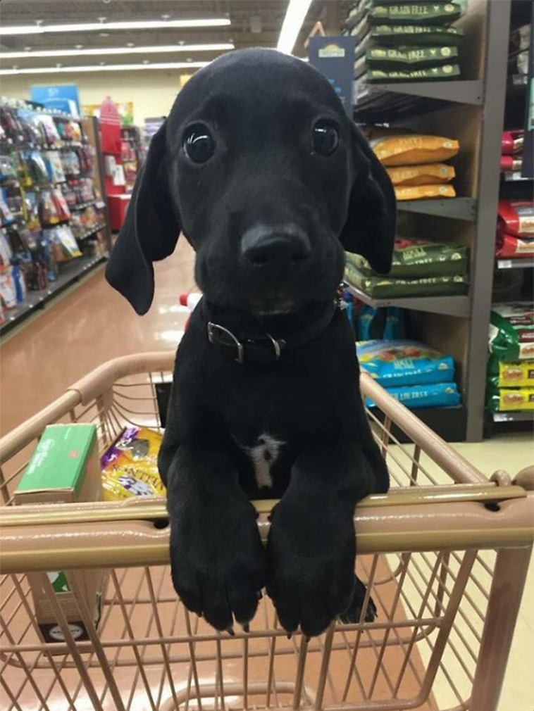 cute adorable puppies