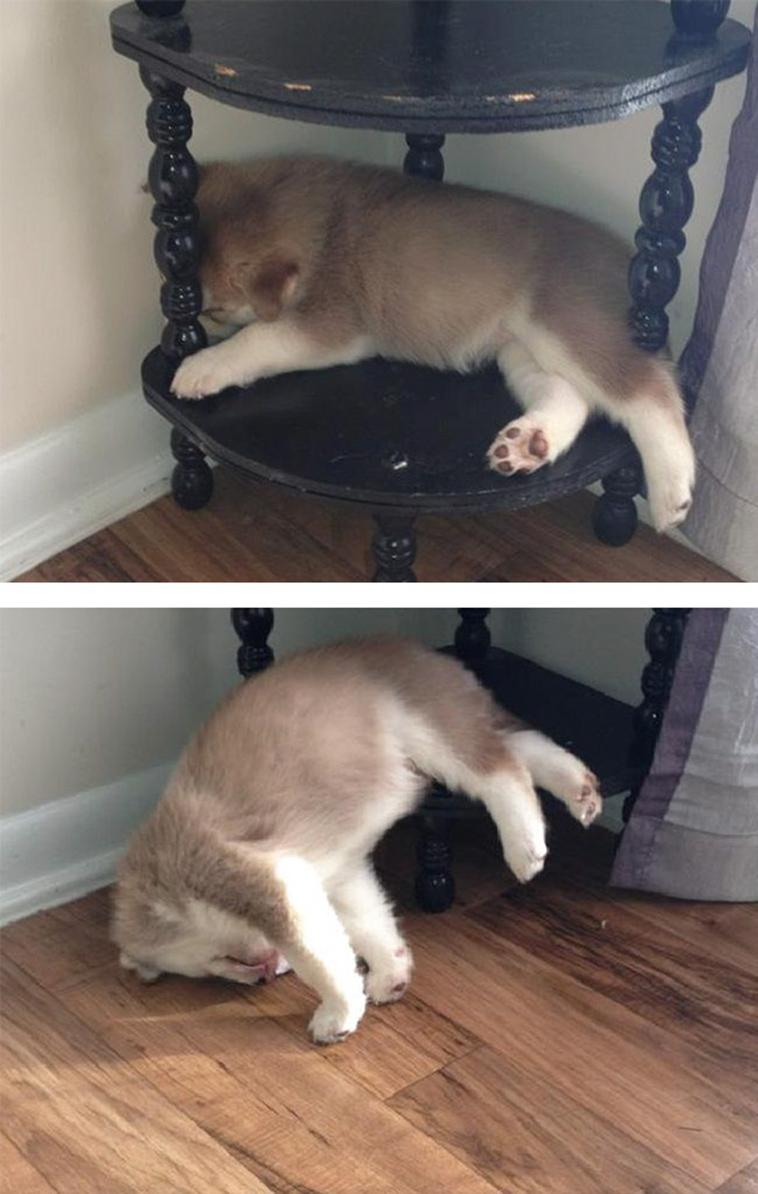 cute adorable puppies