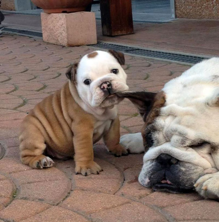cute adorable puppies