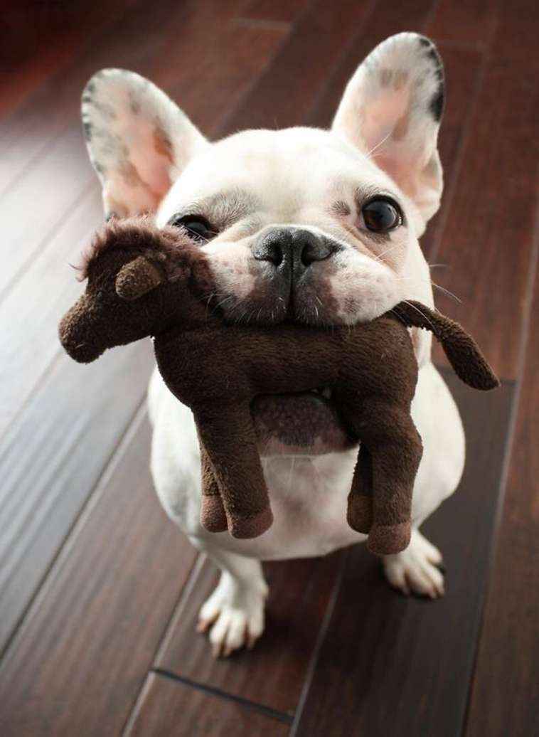 cute adorable puppies