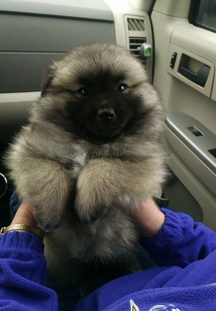 cute adorable puppies