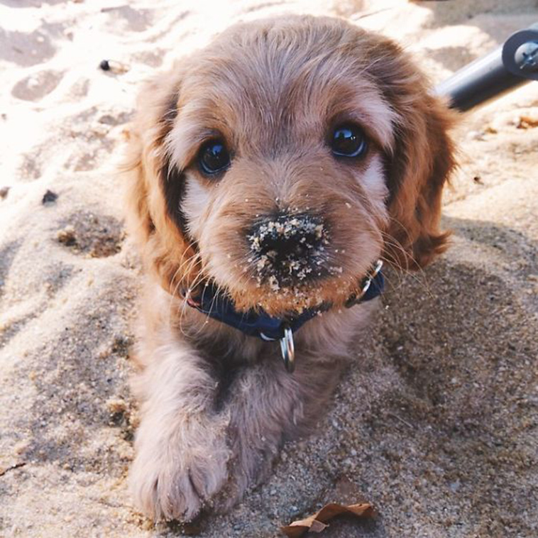 cute adorable puppies