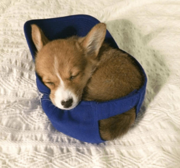 cute adorable puppies