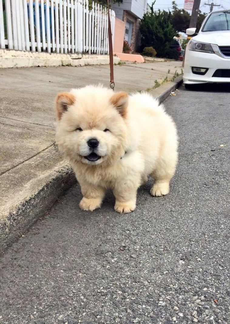 cute adorable puppies