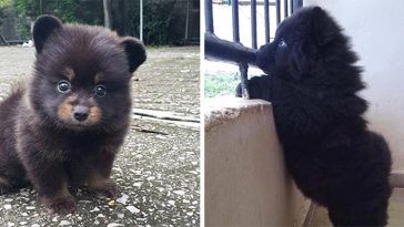 cute adorable puppies