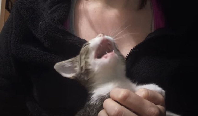 cute kitten yells mom stops massaging