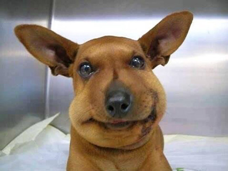 dogs tried eat bee