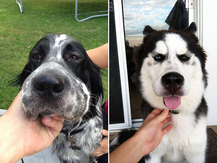 dogs-tried-eat-bee