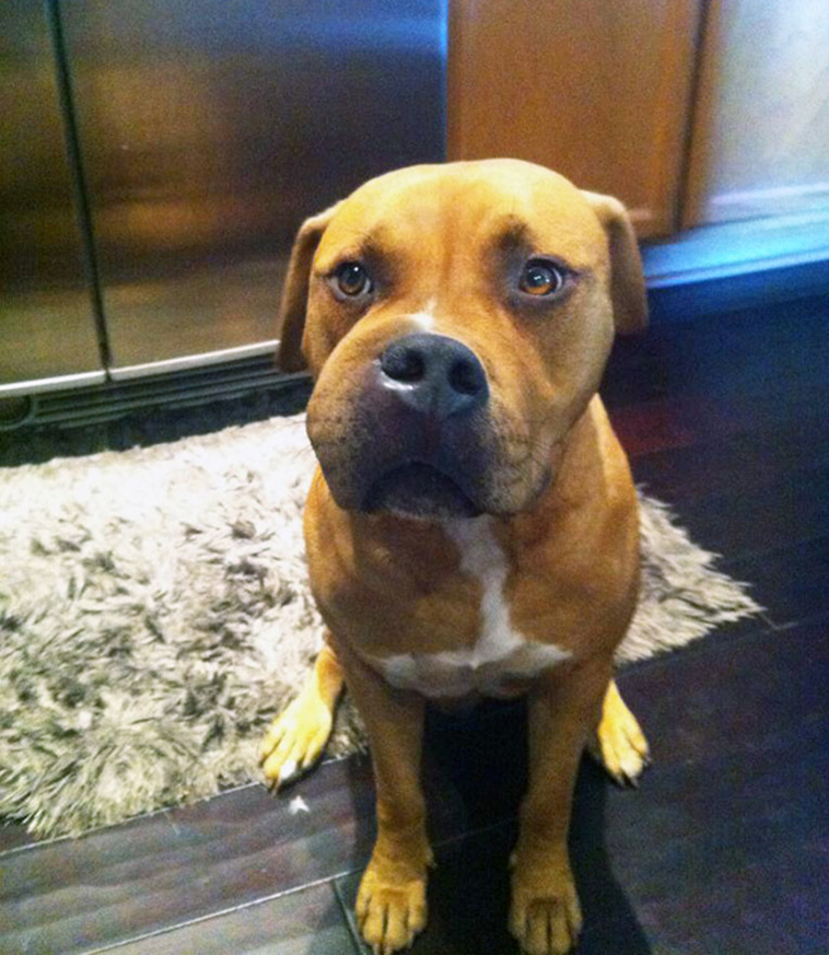 dogs-tried-eat-bee