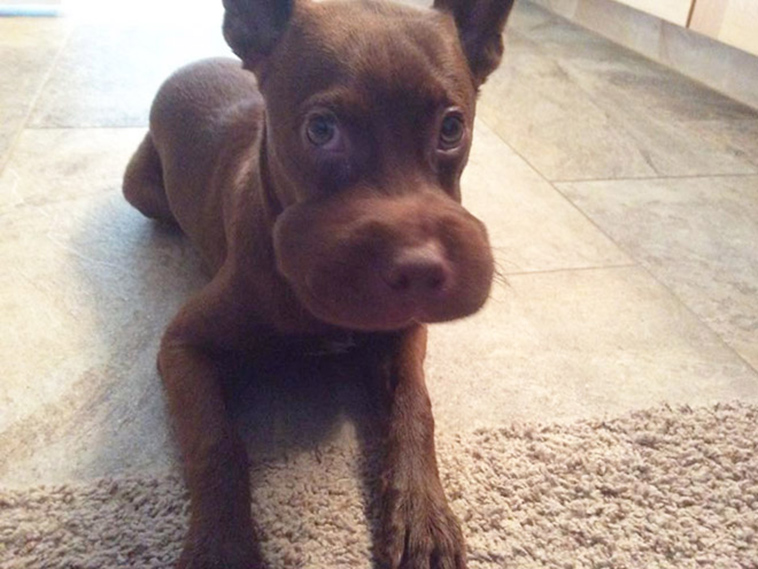 dogs-tried-eat-bee
