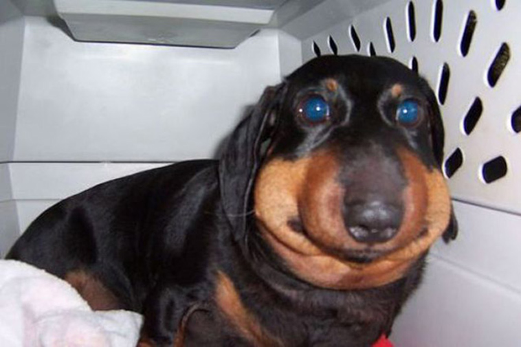 dogs-tried-eat-bee
