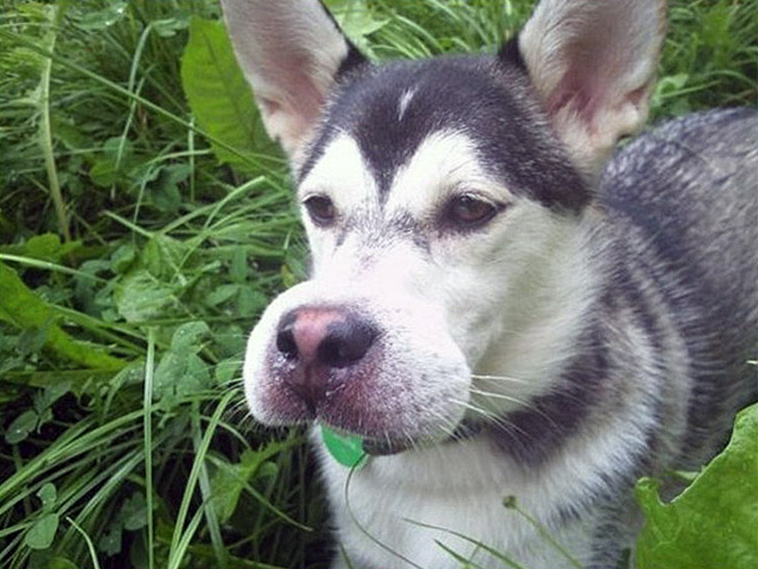 dogs-tried-eat-bee