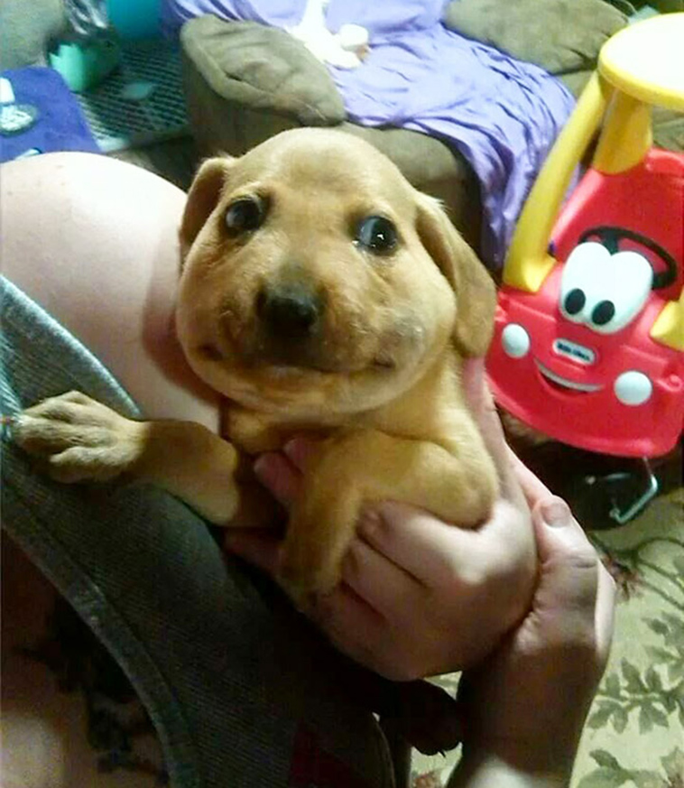dogs-tried-eat-bee