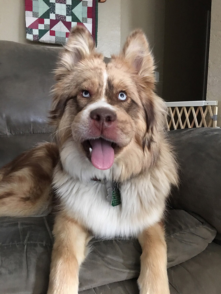 dogs-tried-eat-bee