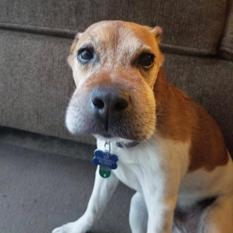 dogs-tried-eat-bee