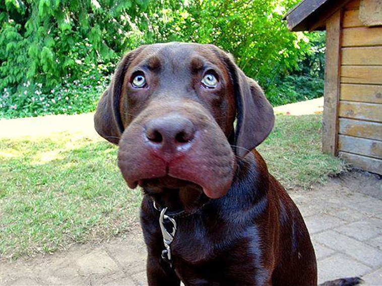 dogs-tried-eat-bee