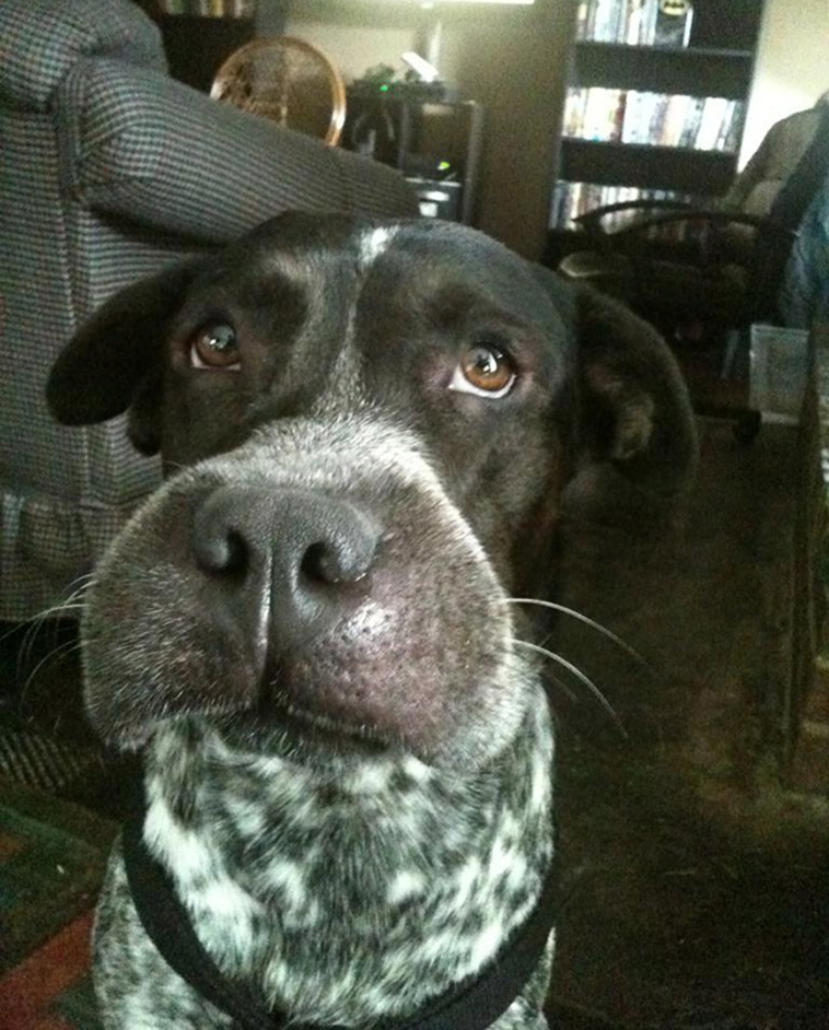 dogs-tried-eat-bee