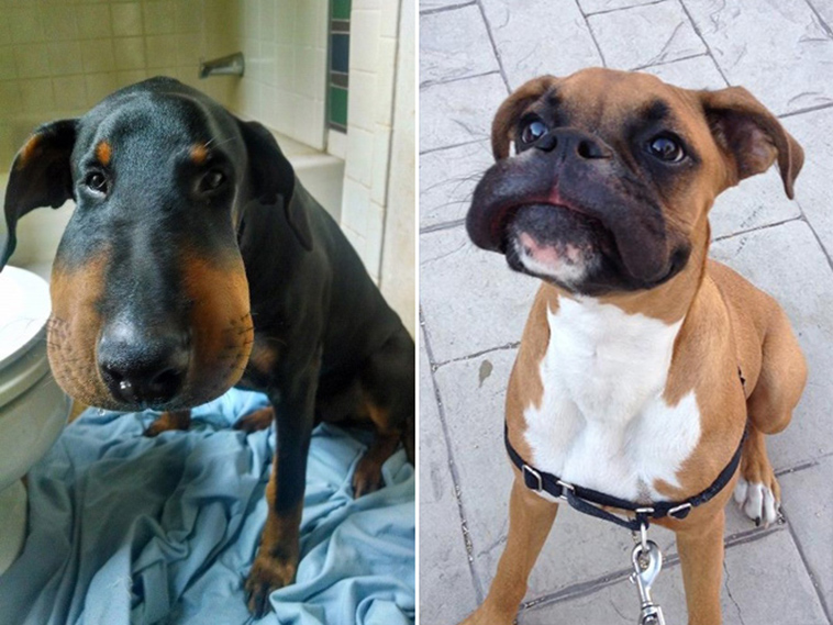 dogs-tried-eat-bee