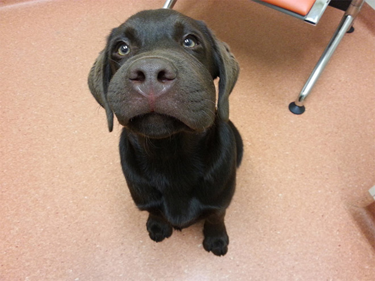 dogs-tried-eat-bee