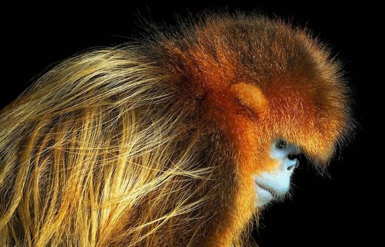 endangered animals photography tim flach